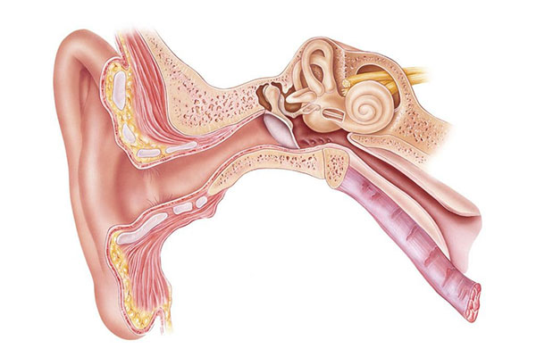 Ear Tube (Ventilation Tube) 